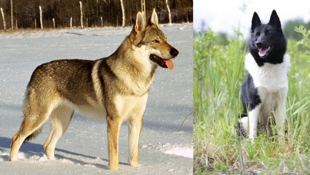 Russo-European Laika vs Czechoslovakian Wolfdog - Breed Comparison