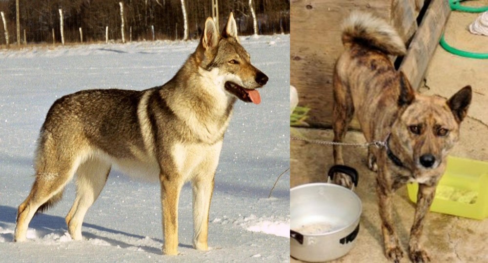 Ryukyu Inu vs Czechoslovakian Wolfdog - Breed Comparison