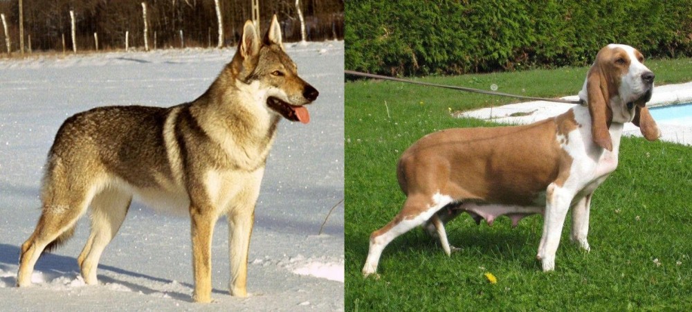 Sabueso Espanol vs Czechoslovakian Wolfdog - Breed Comparison