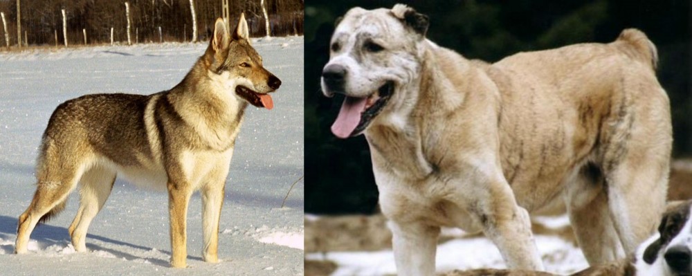 Sage Koochee vs Czechoslovakian Wolfdog - Breed Comparison