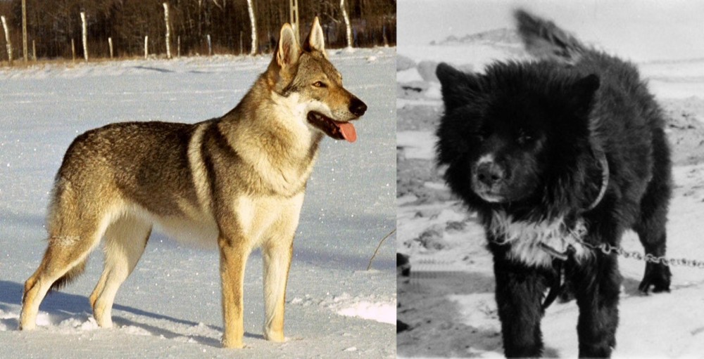 Sakhalin Husky vs Czechoslovakian Wolfdog - Breed Comparison