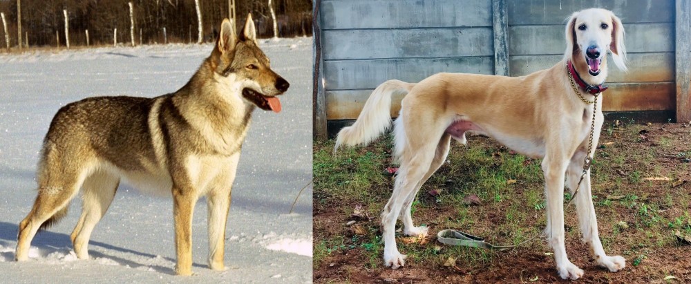 Saluki vs Czechoslovakian Wolfdog - Breed Comparison