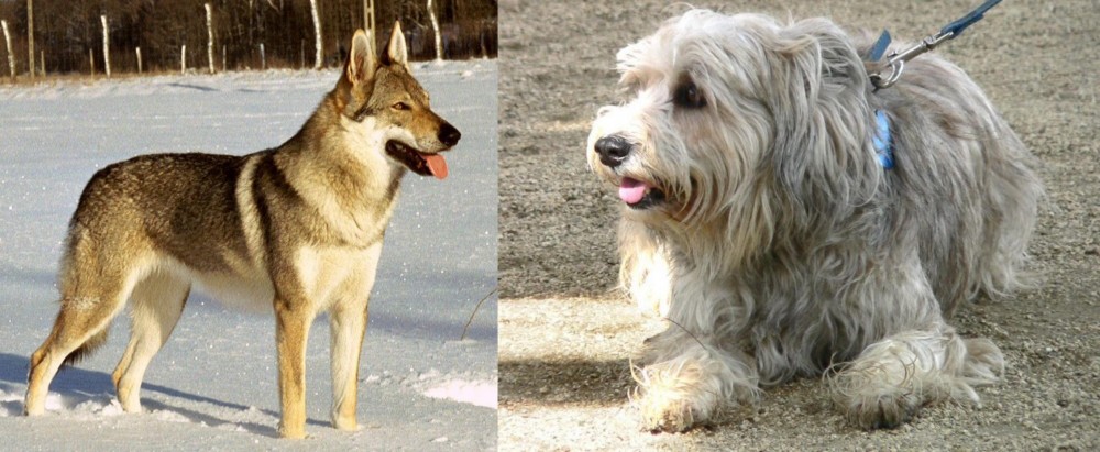 Sapsali vs Czechoslovakian Wolfdog - Breed Comparison