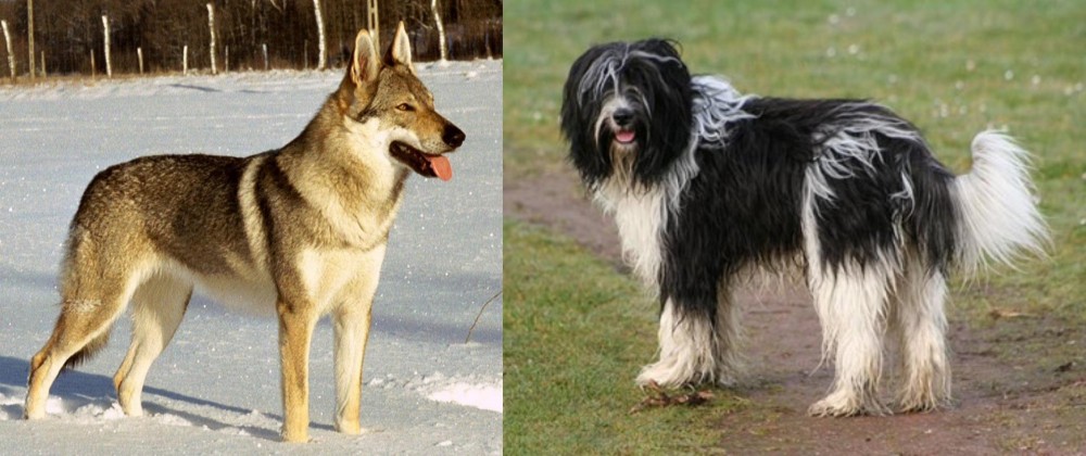 Schapendoes vs Czechoslovakian Wolfdog - Breed Comparison