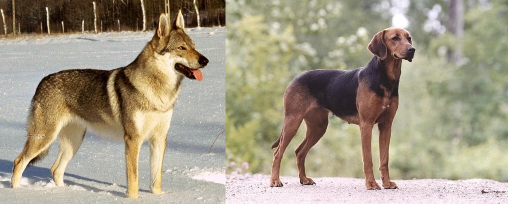 Schillerstovare vs Czechoslovakian Wolfdog - Breed Comparison