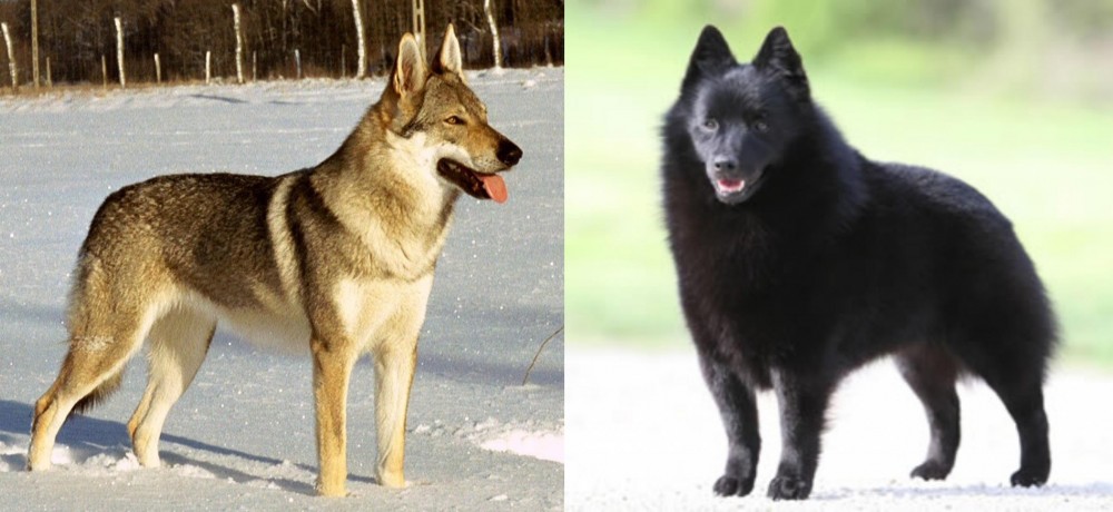 Schipperke vs Czechoslovakian Wolfdog - Breed Comparison