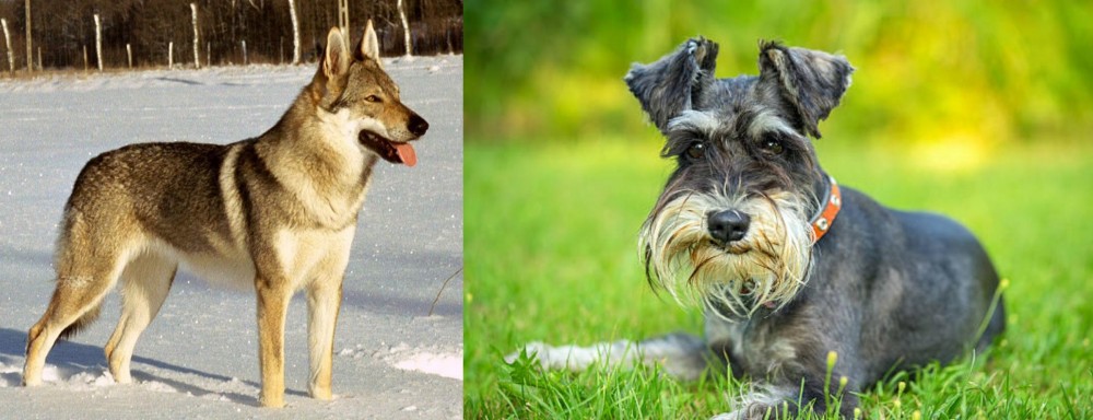 Schnauzer vs Czechoslovakian Wolfdog - Breed Comparison