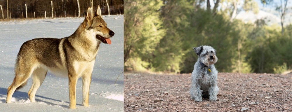Schnoodle vs Czechoslovakian Wolfdog - Breed Comparison