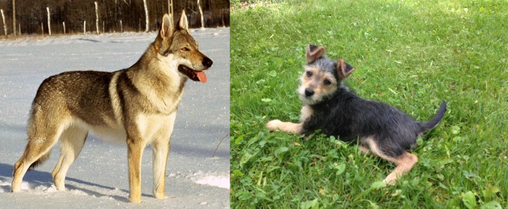 Schnorkie vs Czechoslovakian Wolfdog - Breed Comparison
