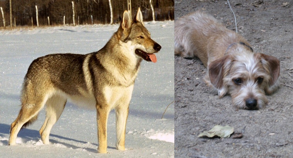 Schweenie vs Czechoslovakian Wolfdog - Breed Comparison