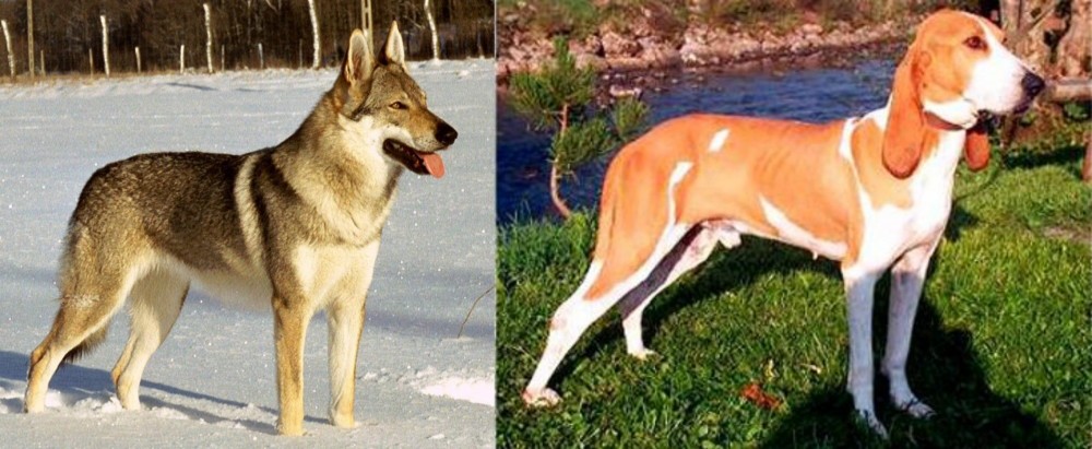Schweizer Laufhund vs Czechoslovakian Wolfdog - Breed Comparison