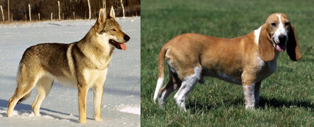 Schweizer Niederlaufhund vs Czechoslovakian Wolfdog - Breed Comparison