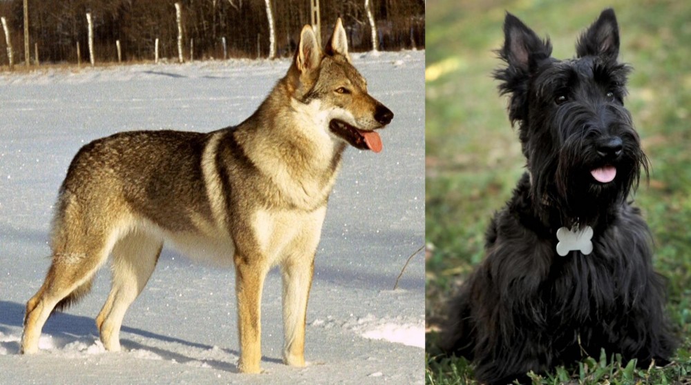 Scoland Terrier vs Czechoslovakian Wolfdog - Breed Comparison