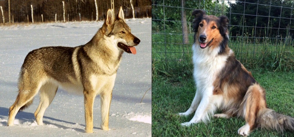 Scotch Collie vs Czechoslovakian Wolfdog - Breed Comparison