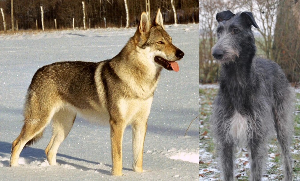 Scottish Deerhound vs Czechoslovakian Wolfdog - Breed Comparison