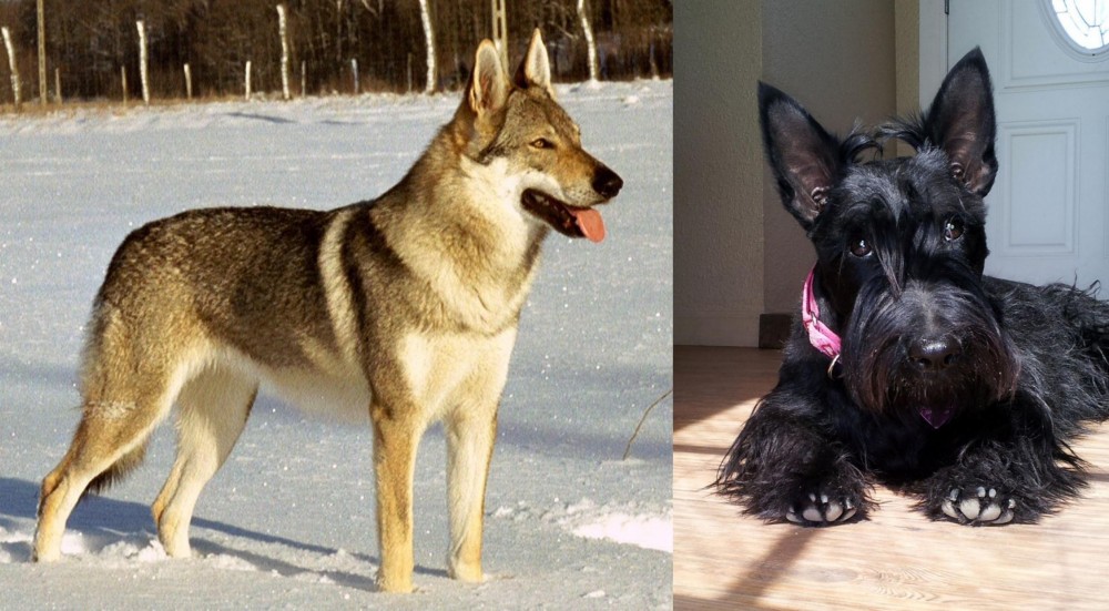 Scottish Terrier vs Czechoslovakian Wolfdog - Breed Comparison