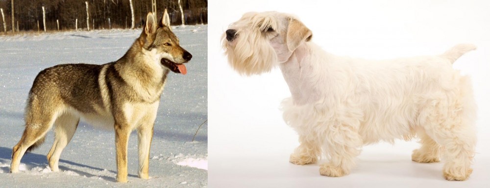Sealyham Terrier vs Czechoslovakian Wolfdog - Breed Comparison