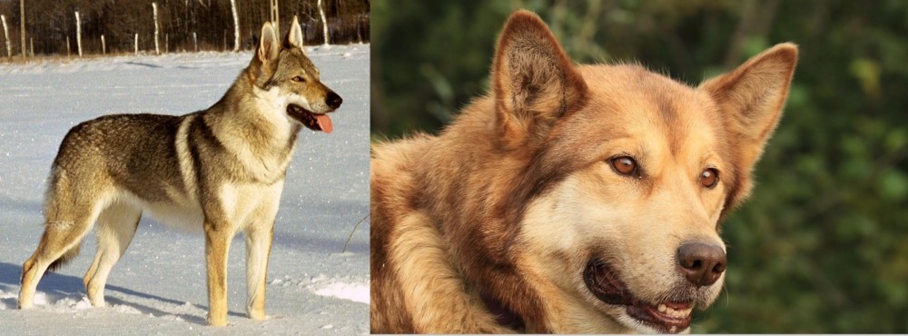 Seppala Siberian Sleddog vs Czechoslovakian Wolfdog - Breed Comparison