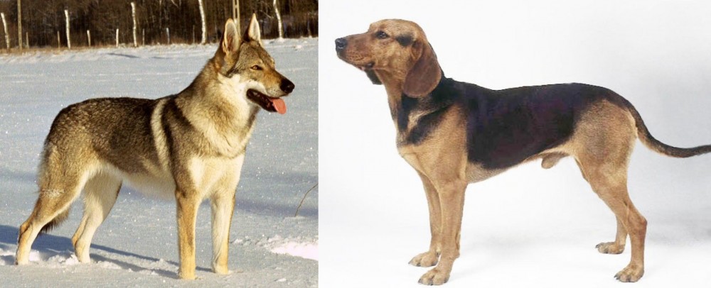 Serbian Hound vs Czechoslovakian Wolfdog - Breed Comparison