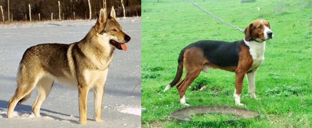 Serbian Tricolour Hound vs Czechoslovakian Wolfdog - Breed Comparison