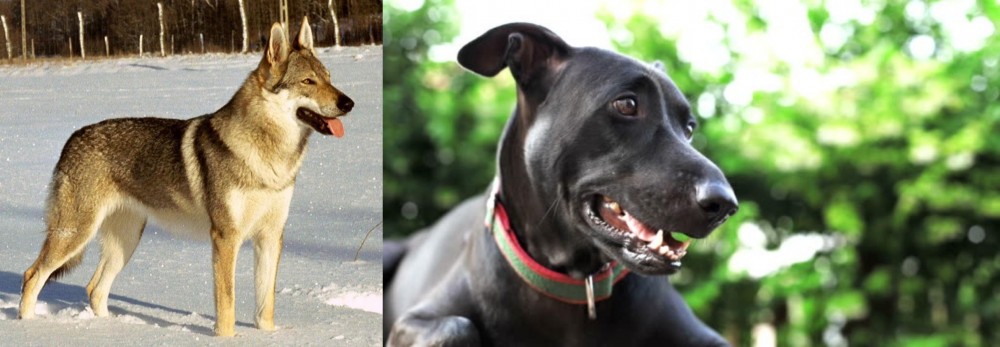 Shepard Labrador vs Czechoslovakian Wolfdog - Breed Comparison