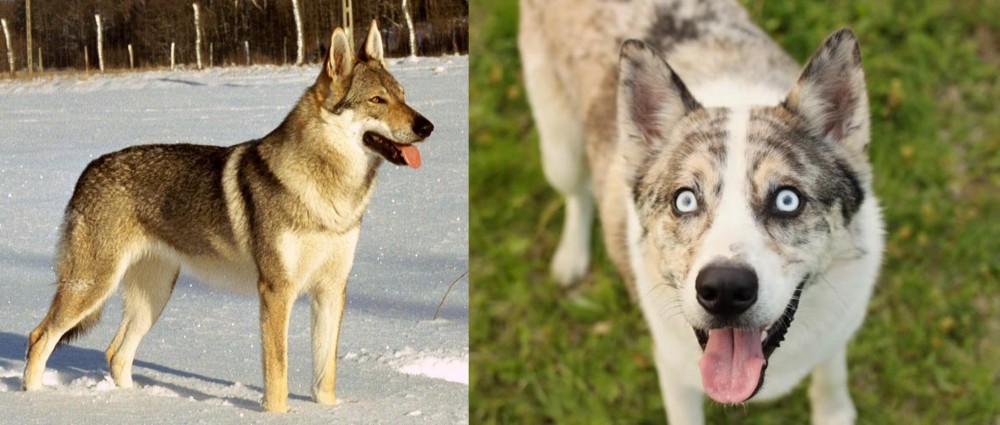 Shepherd Husky vs Czechoslovakian Wolfdog - Breed Comparison