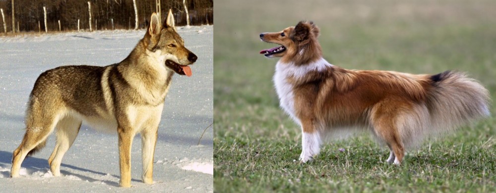 Shetland Sheepdog vs Czechoslovakian Wolfdog - Breed Comparison