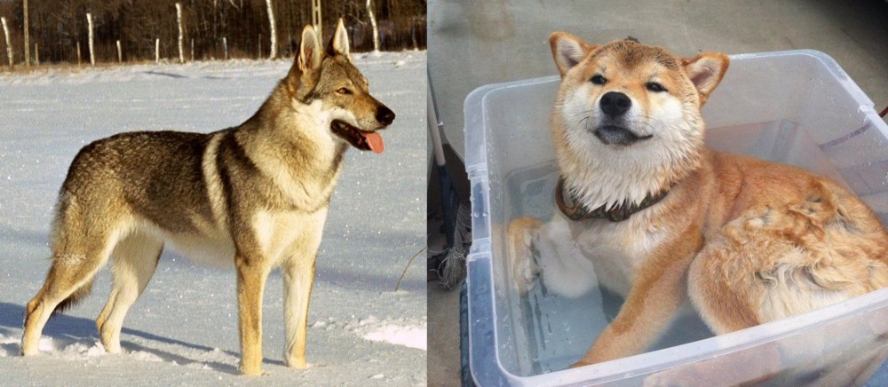 Shiba Inu vs Czechoslovakian Wolfdog - Breed Comparison