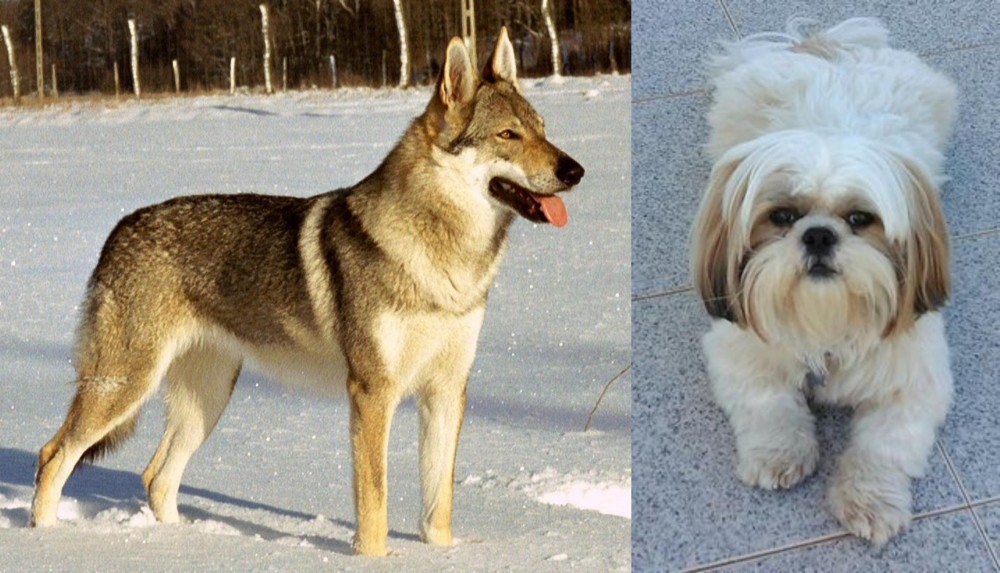 Shih Tzu vs Czechoslovakian Wolfdog - Breed Comparison