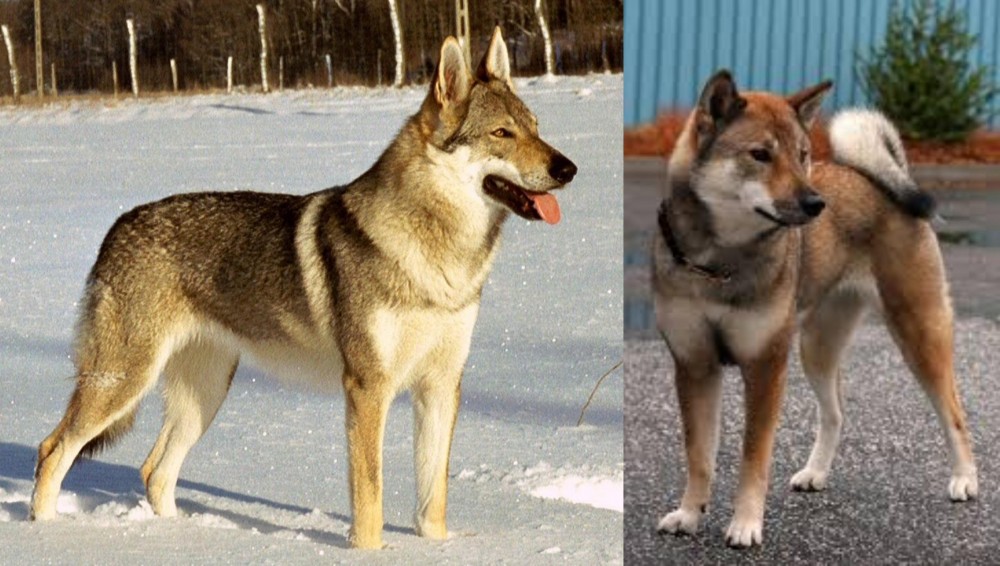 Shikoku vs Czechoslovakian Wolfdog - Breed Comparison