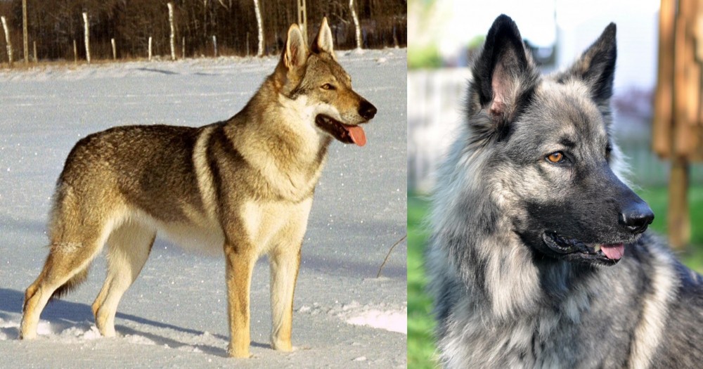 Shiloh Shepherd vs Czechoslovakian Wolfdog - Breed Comparison