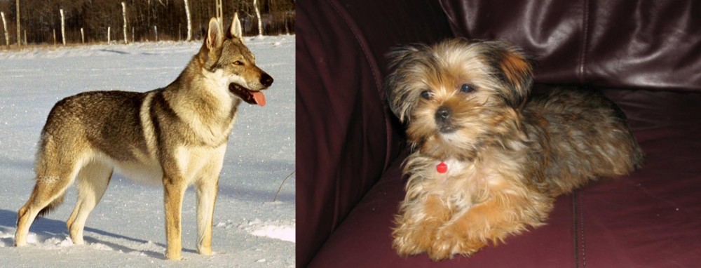 Shorkie vs Czechoslovakian Wolfdog - Breed Comparison