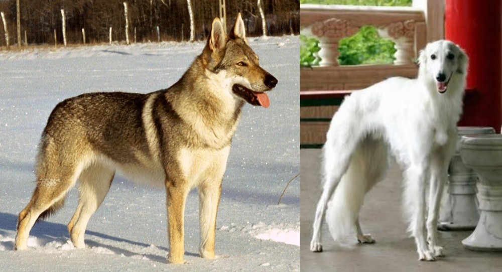 Silken Windhound vs Czechoslovakian Wolfdog - Breed Comparison