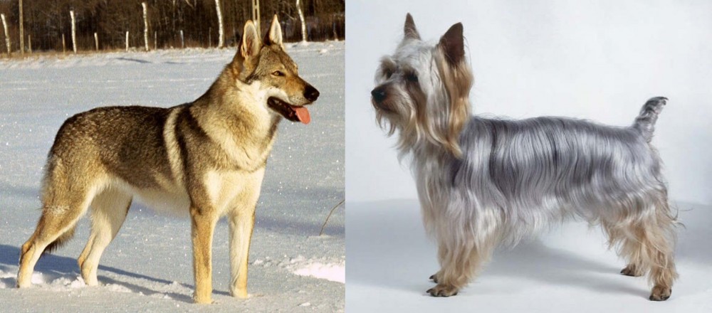 Silky Terrier vs Czechoslovakian Wolfdog - Breed Comparison