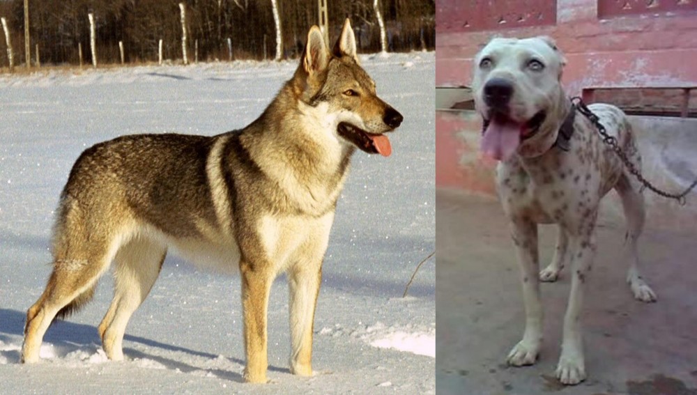 Sindh Mastiff vs Czechoslovakian Wolfdog - Breed Comparison
