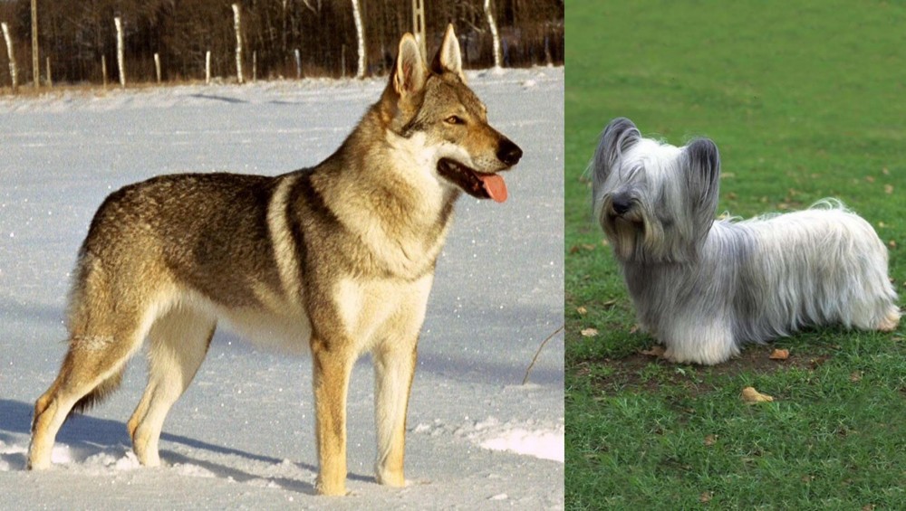 Skye Terrier vs Czechoslovakian Wolfdog - Breed Comparison