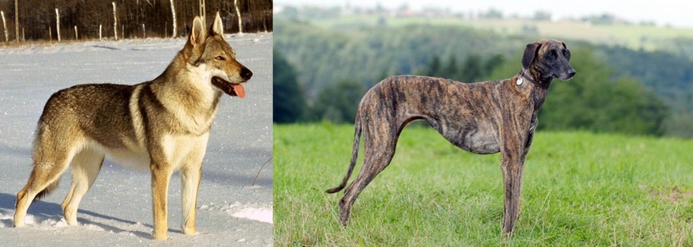 Sloughi vs Czechoslovakian Wolfdog - Breed Comparison