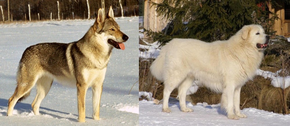 Slovak Cuvac vs Czechoslovakian Wolfdog - Breed Comparison