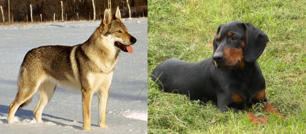 Slovakian Hound vs Czechoslovakian Wolfdog - Breed Comparison