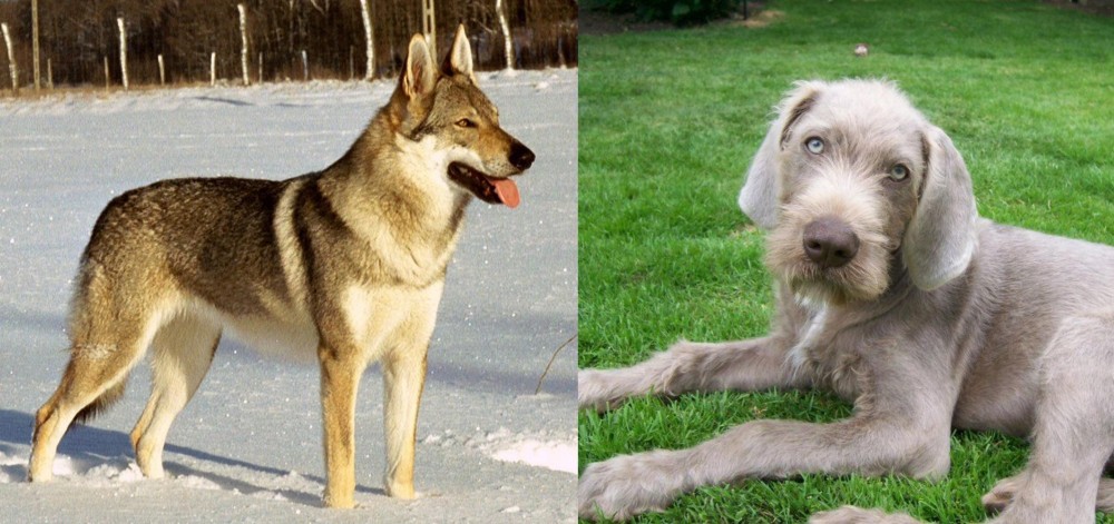 Slovakian Rough Haired Pointer vs Czechoslovakian Wolfdog - Breed Comparison