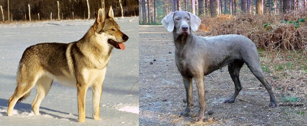 Slovensky Hrubosrsty Stavac vs Czechoslovakian Wolfdog - Breed Comparison