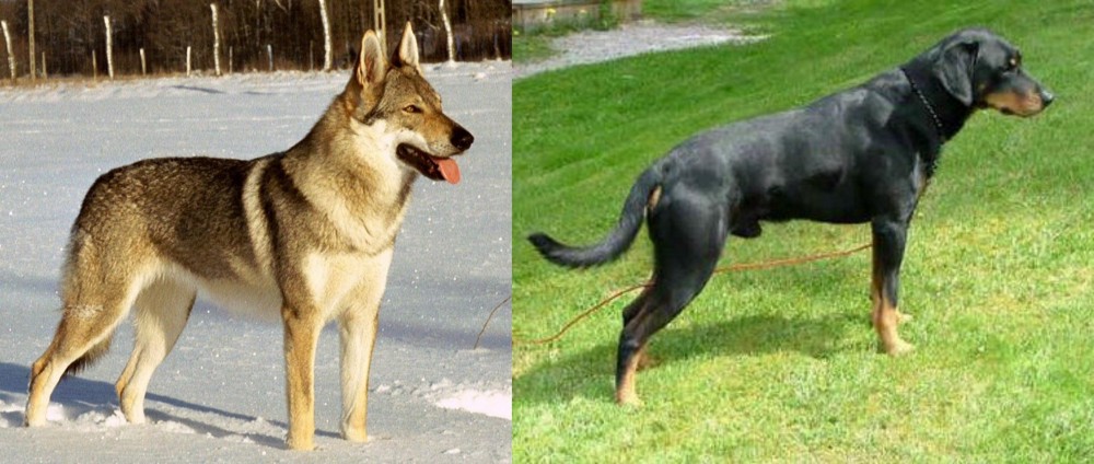 Smalandsstovare vs Czechoslovakian Wolfdog - Breed Comparison