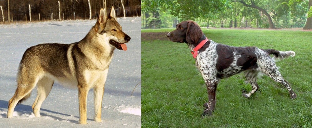 Small Munsterlander vs Czechoslovakian Wolfdog - Breed Comparison