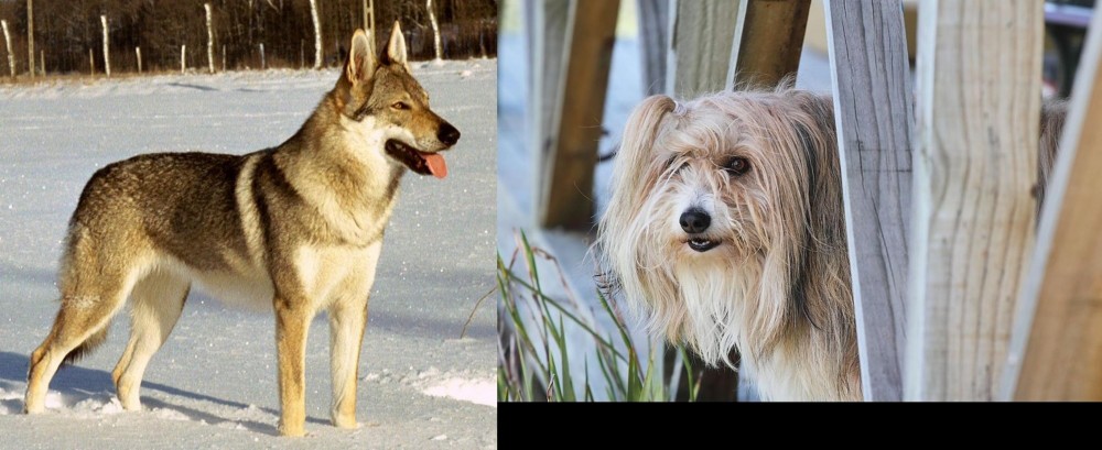 Smithfield vs Czechoslovakian Wolfdog - Breed Comparison