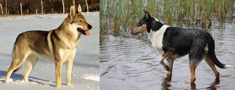 Smooth Collie vs Czechoslovakian Wolfdog - Breed Comparison