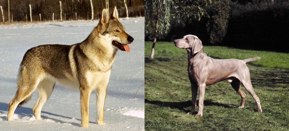 Smooth Haired Weimaraner vs Czechoslovakian Wolfdog - Breed Comparison