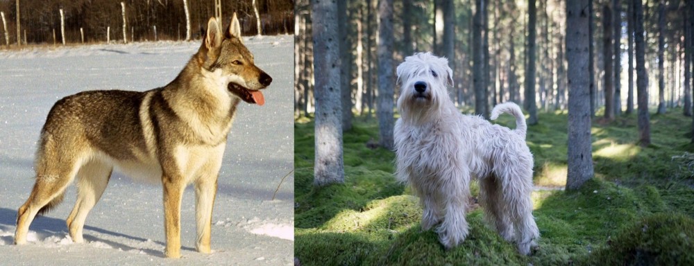 Soft-Coated Wheaten Terrier vs Czechoslovakian Wolfdog - Breed Comparison