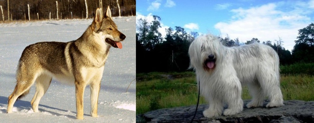 South Russian Ovcharka vs Czechoslovakian Wolfdog - Breed Comparison