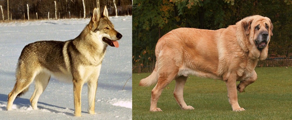 Spanish Mastiff vs Czechoslovakian Wolfdog - Breed Comparison