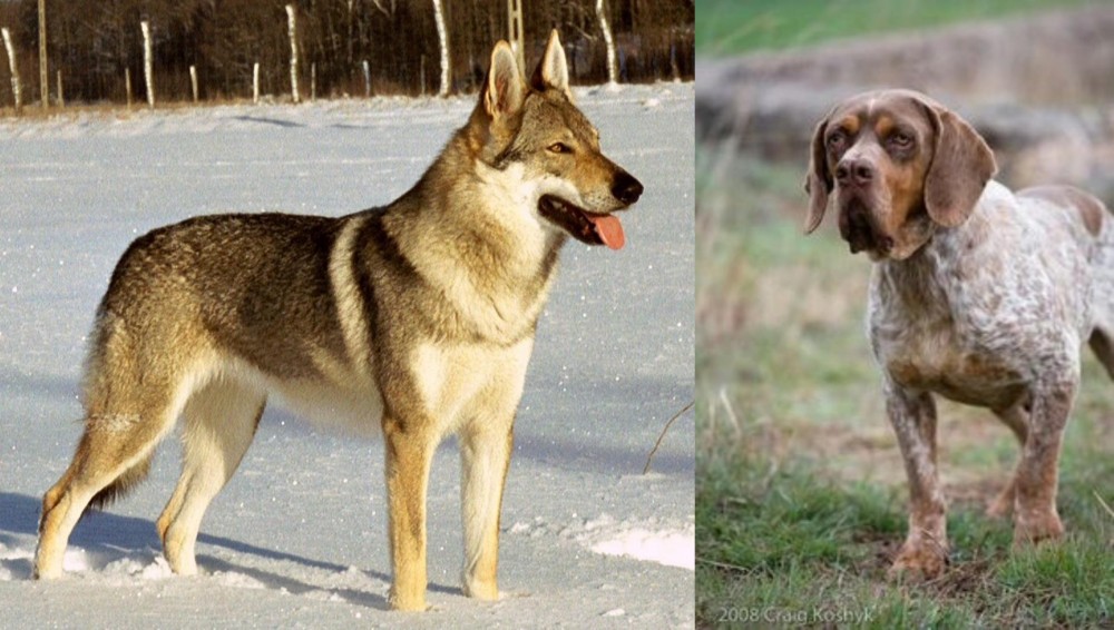Spanish Pointer vs Czechoslovakian Wolfdog - Breed Comparison